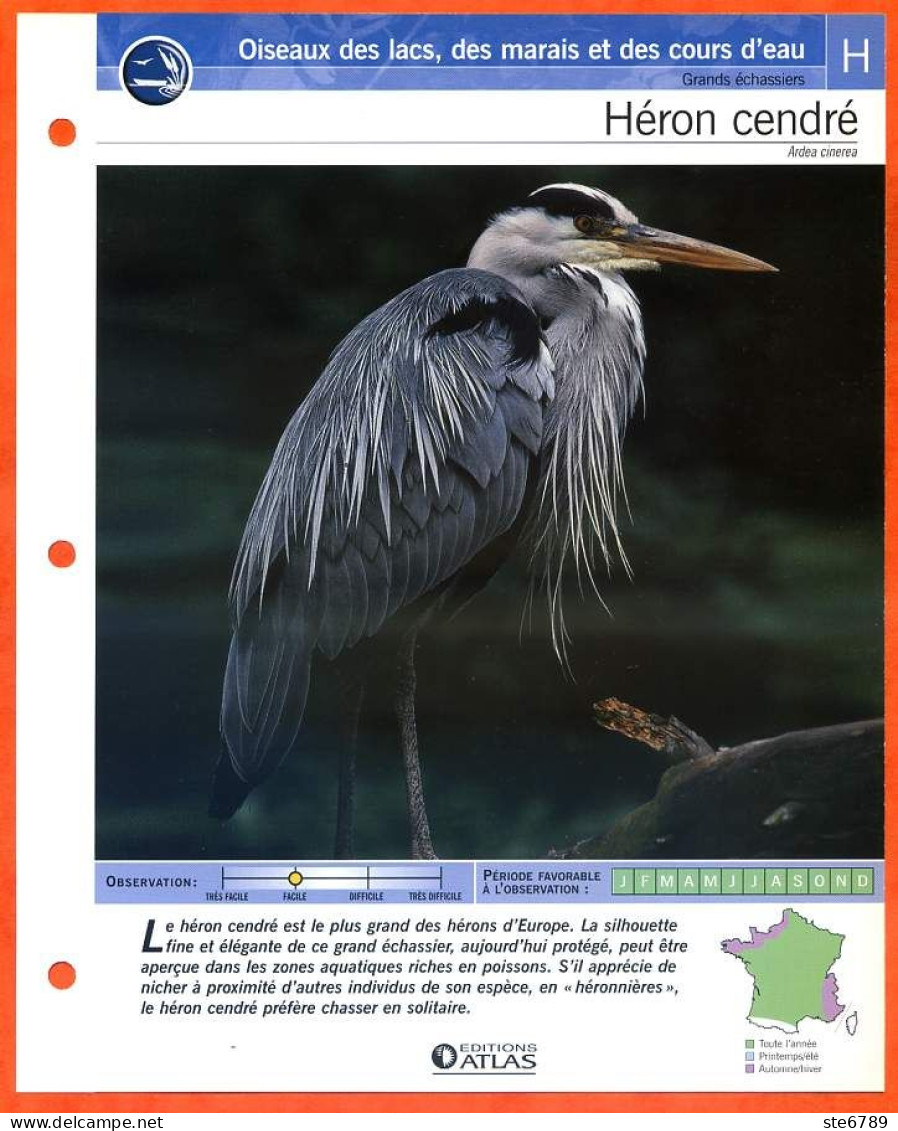 HERON CENDRE Oiseau Illustrée Documentée  Animaux Oiseaux Fiche Dépliante - Tiere