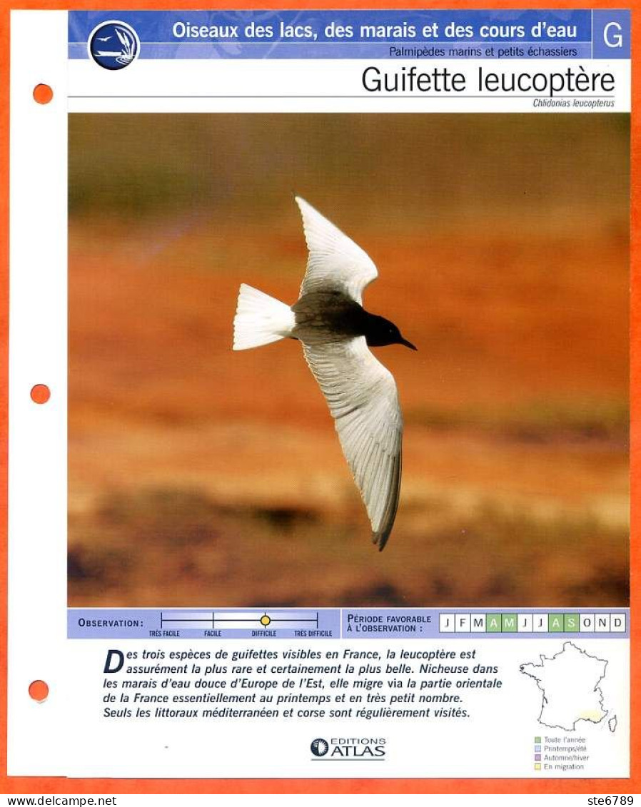 GUIFETTE LEUCOPTERE Oiseau Illustrée Documentée  Animaux Oiseaux Fiche Dépliante - Tiere