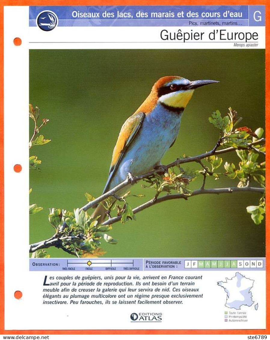 GUEPIER D'EUROPE Oiseau Illustrée Documentée  Animaux Oiseaux Fiche Dépliante - Animals