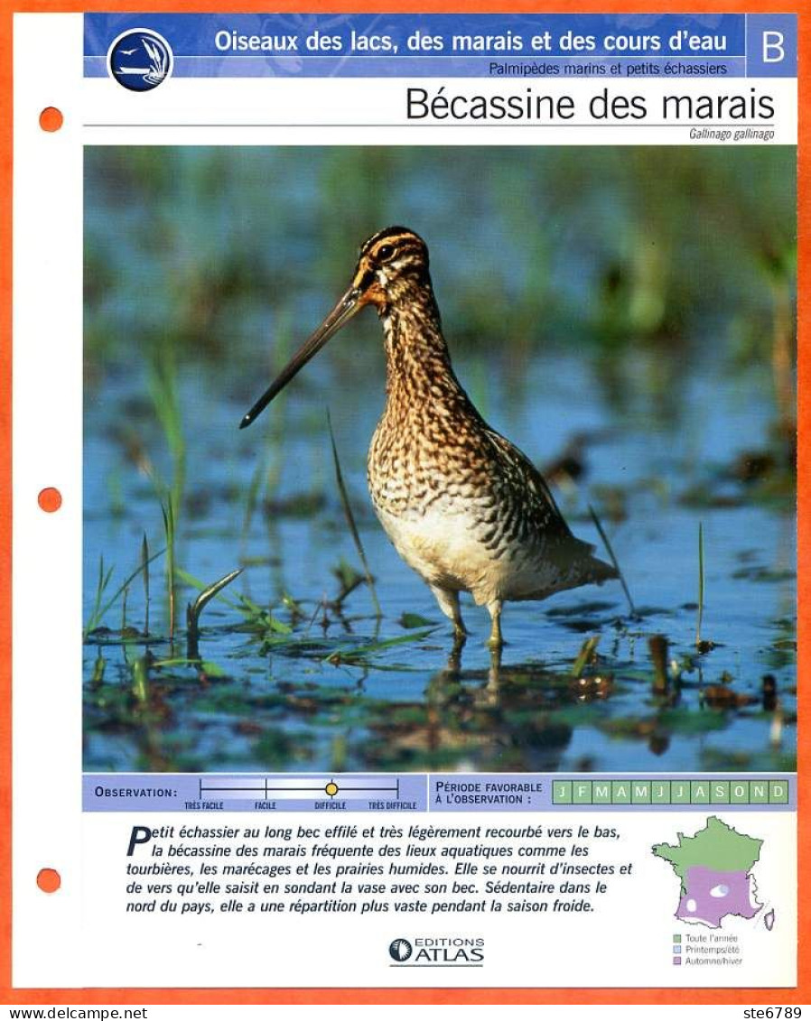 BECASSINE DES MARAIS Oiseau Illustrée Documentée  Animaux Oiseaux Fiche Dépliante - Animales