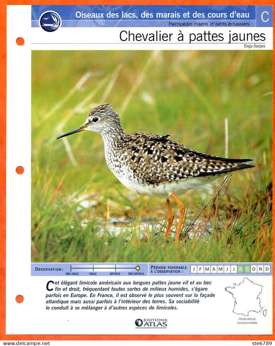 CHEVALIER A PATTES JAUNES Oiseau Illustrée Documentée  Animaux Oiseaux Fiche Dépliante - Tiere