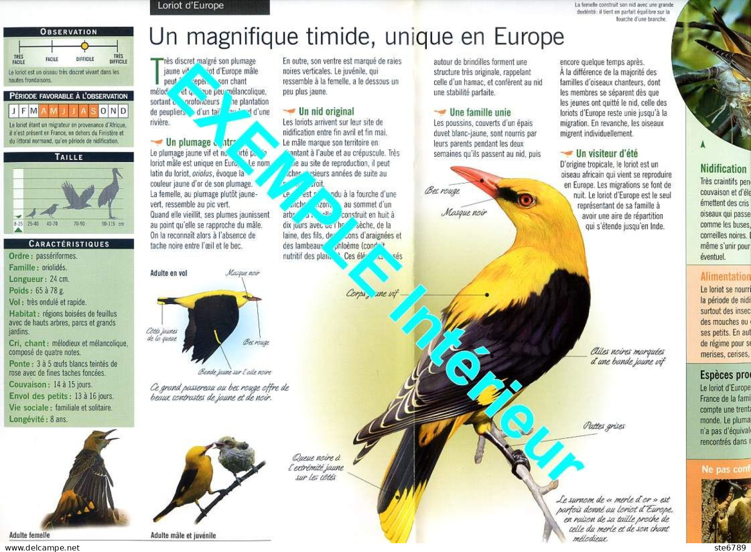 ERISMATURE A TETE BLANCHE Oiseau Illustrée Documentée  Animaux Oiseaux Fiche Dépliante - Animals