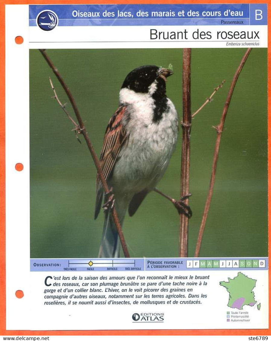 BRUANT DES ROSEAUX Oiseau Illustrée Documentée  Animaux Oiseaux Fiche Dépliante - Animals
