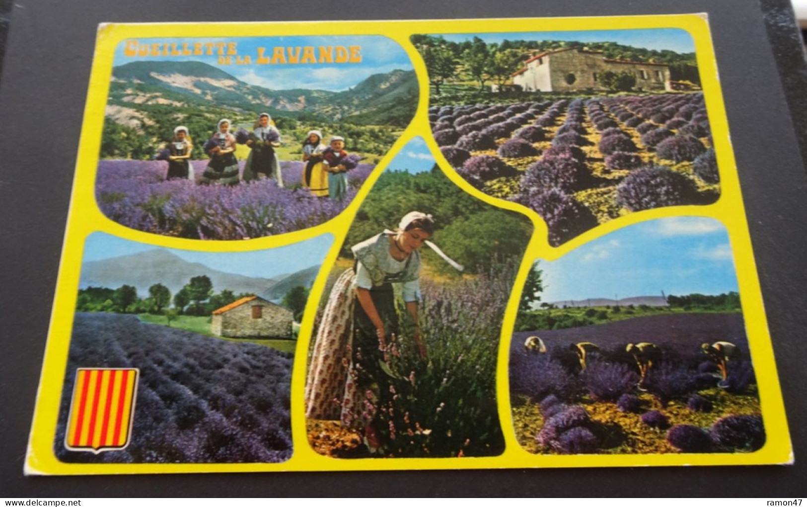 Cueillette De La Lavande - Lavande En Provence - Editions Photoguy, Nice - Provence-Alpes-Côte D'Azur