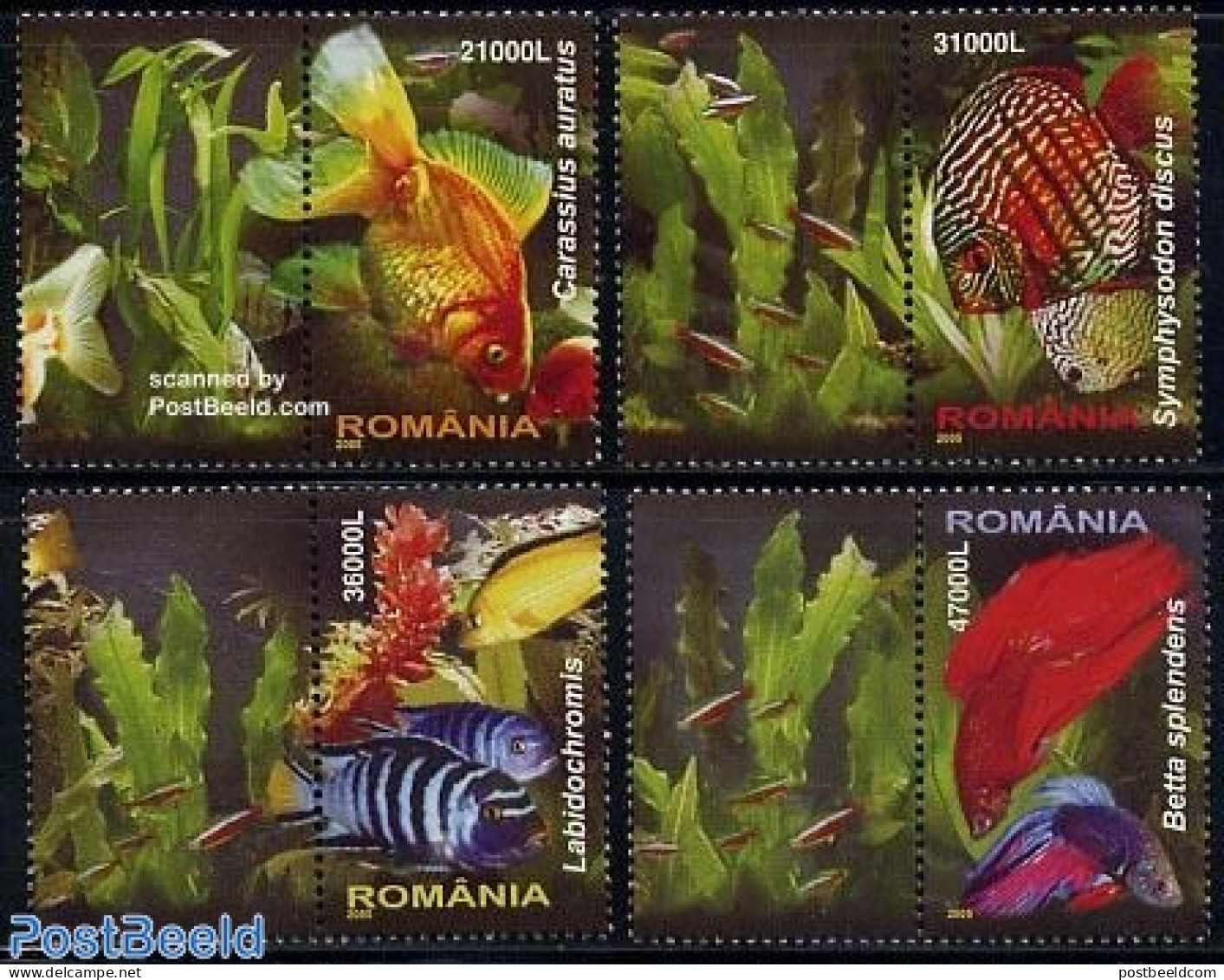 Romania 2005 Exotic Fish 4v+tabs, Mint NH, Nature - Fish - Nuovi