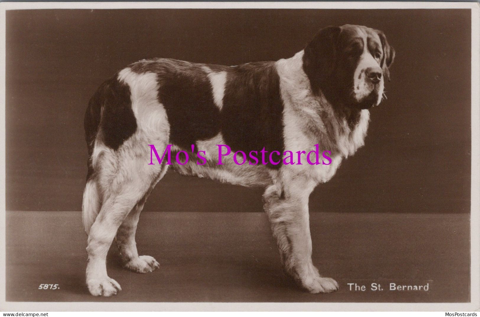 Animals Postcard - Dogs, The St Bernard  DZ332 - Perros