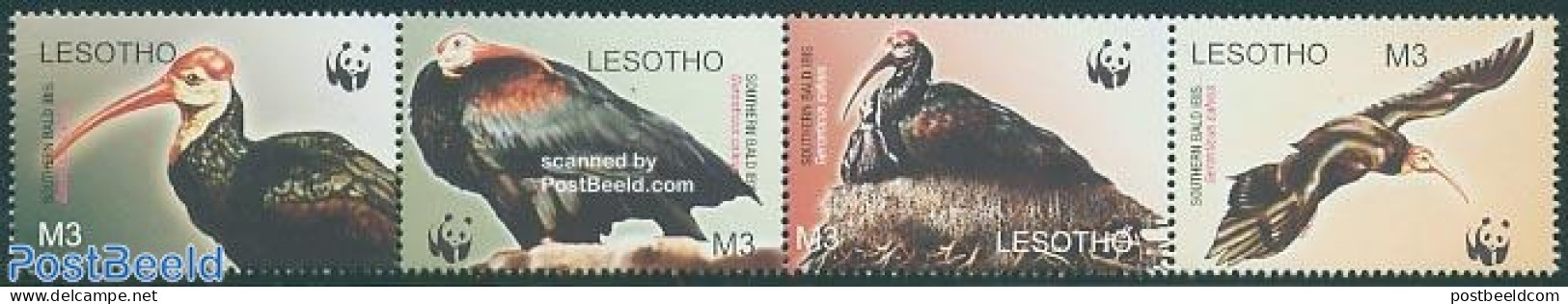 Lesotho 2004 WWF, Birds 4v [:::], Mint NH, Nature - Birds - World Wildlife Fund (WWF) - Lesotho (1966-...)