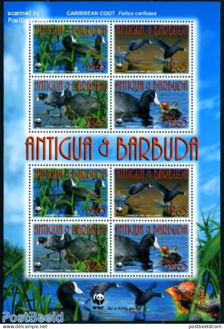 Antigua & Barbuda 2009 Caribbean Coot, WWF M/s, Mint NH, Nature - Birds - World Wildlife Fund (WWF) - Antigua Y Barbuda (1981-...)