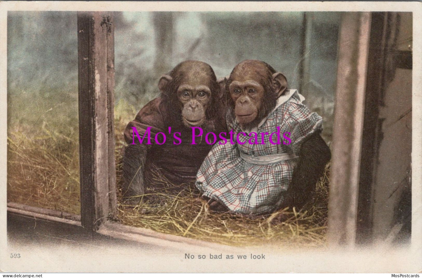 Animals Postcard - Two Chimpanzees In A Zoo  DZ335 - Monos