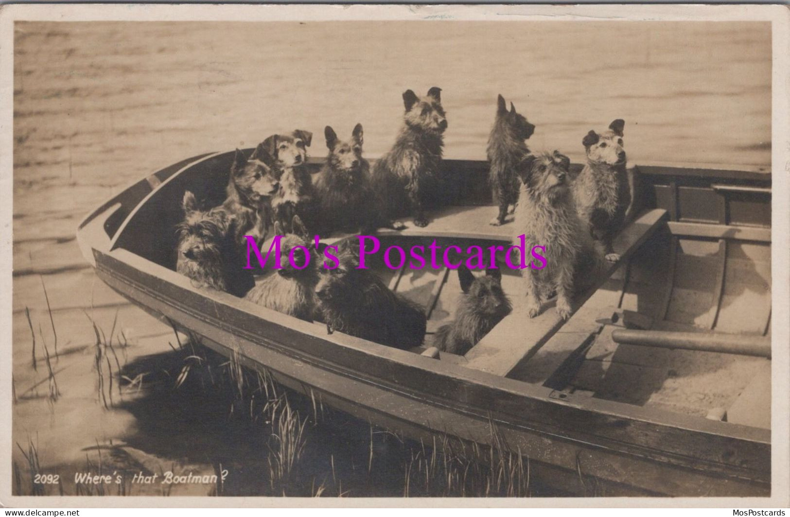 Animal Postcard - Terrier Dogs, Where's That Boatman?  DZ339 - Perros