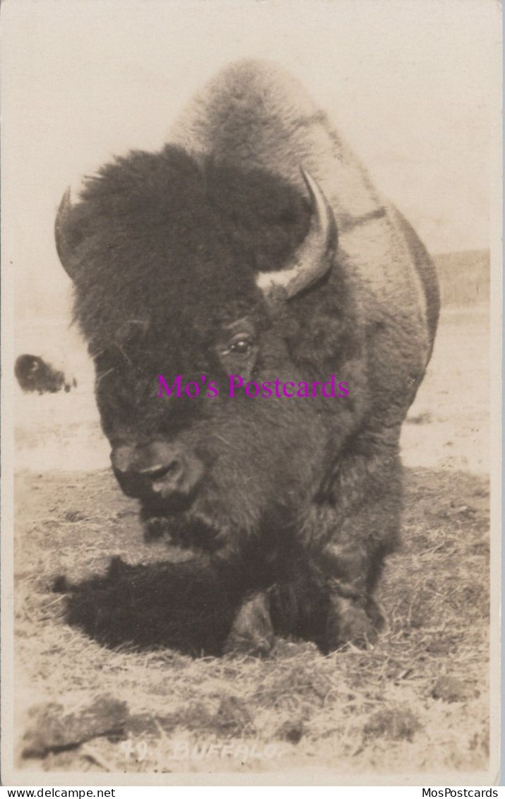 Animal Postcard - Canadian Buffalo  DZ340 - Sonstige & Ohne Zuordnung