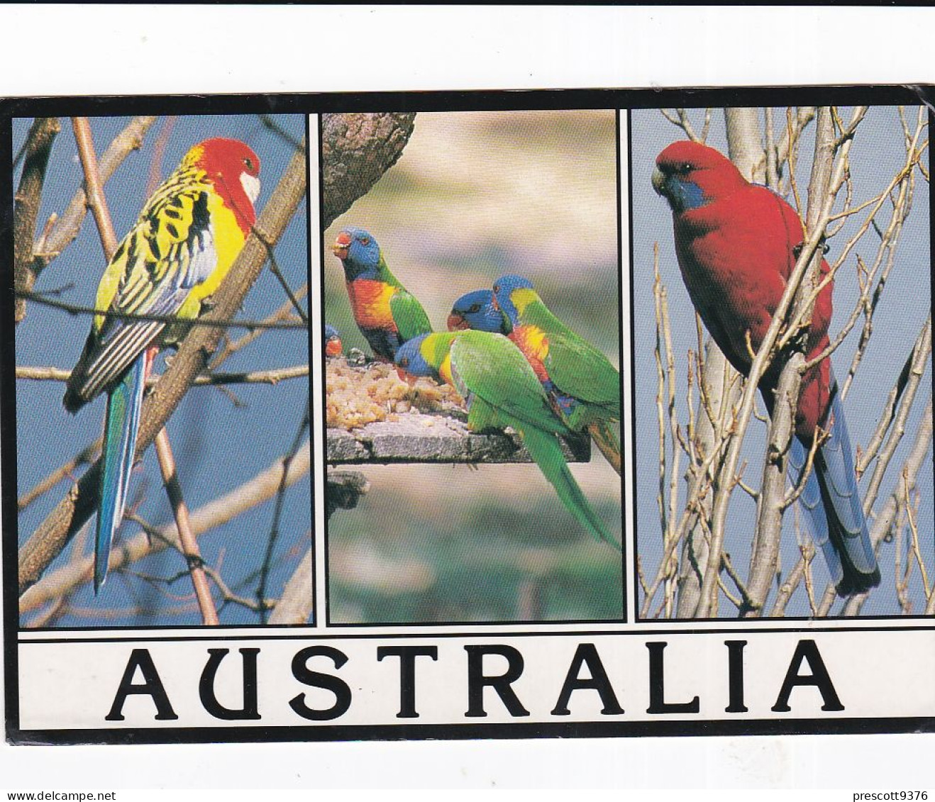 Australia, Colourful Birds - Stamped Postcard   - L Size  - LS5 - Andere & Zonder Classificatie