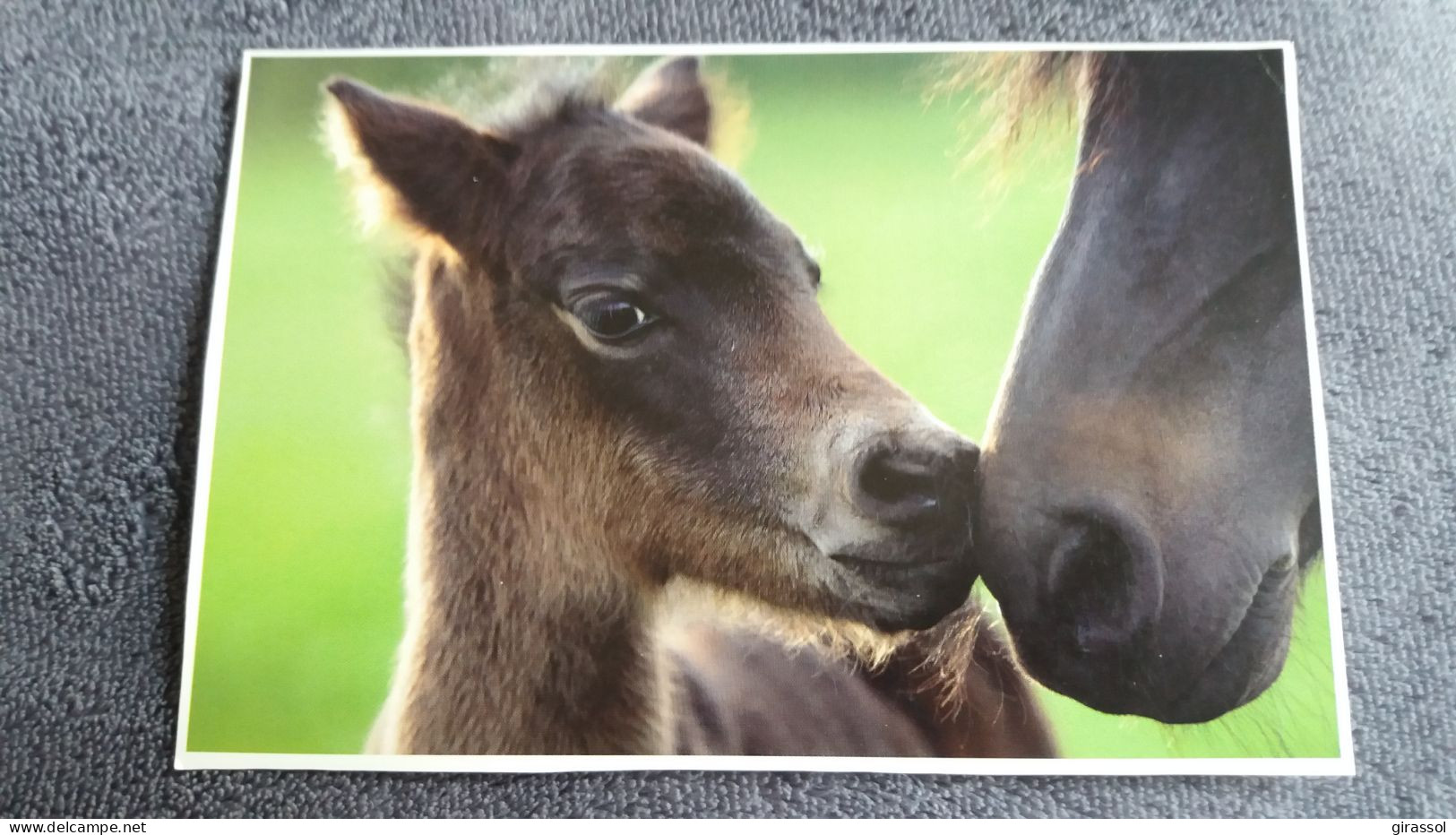 CPM CHEVAL CHEVAUX PONEYS DARTMOOR COLLECTION CELANDRIERS HARENBERG GABRIELLE BOISELLE - Horses