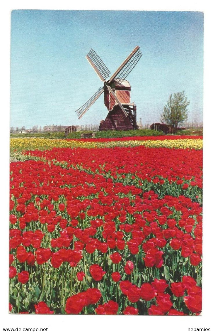 WINDMILL AND TULIPS - NETHERLANDS - - Moulins à Vent