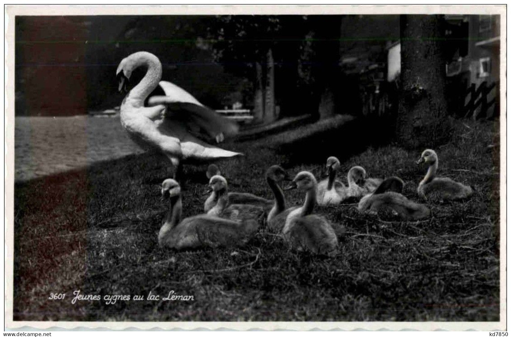 Jeunes Cygnes Au Lac Leman - Vögel