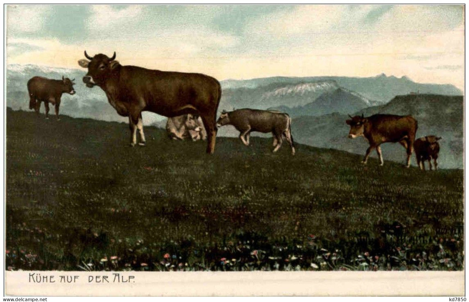 Kühe Auf Der Alp - Koeien