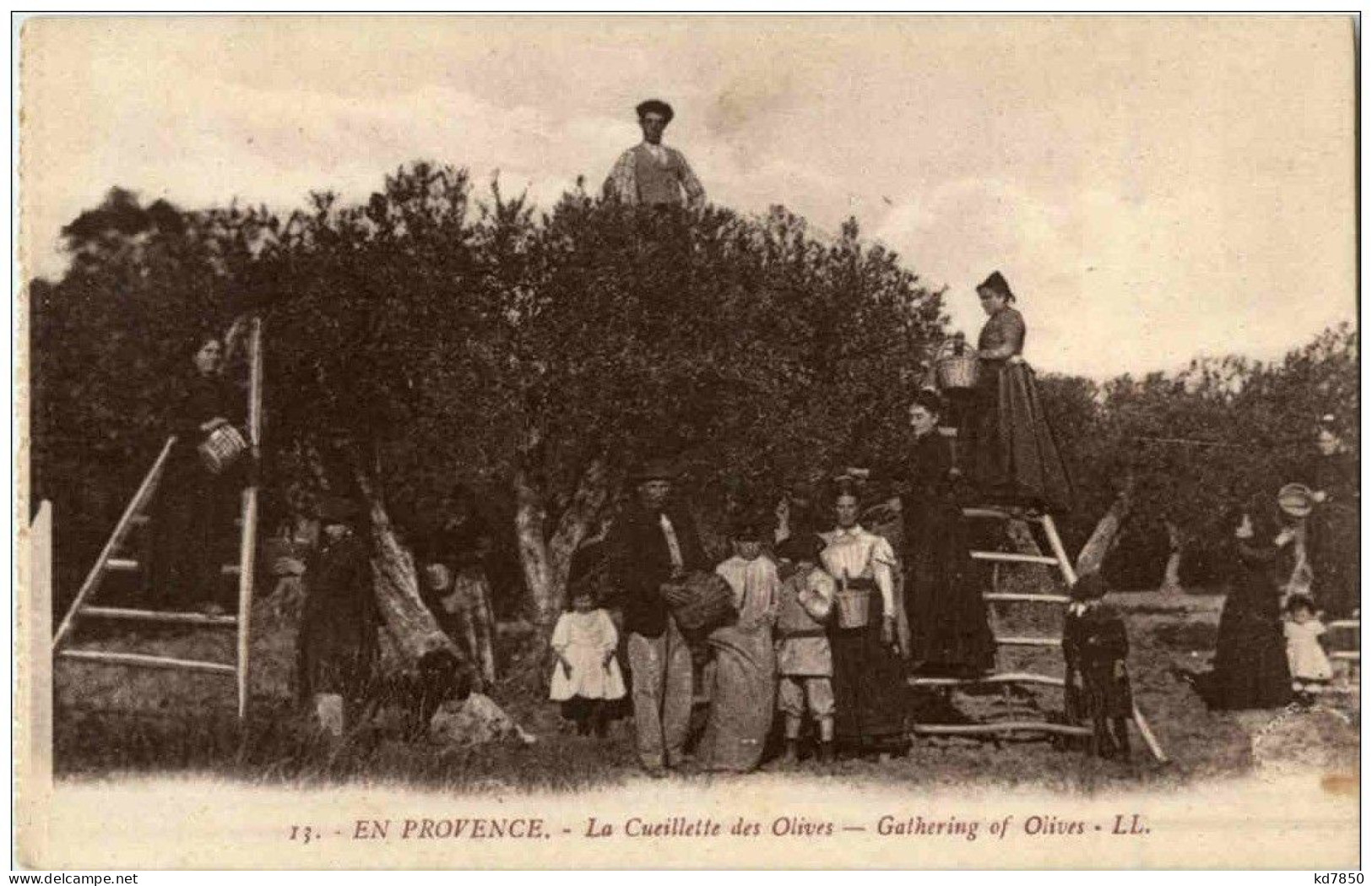 Provence - La Cueillette Des Olives - Sonstige & Ohne Zuordnung