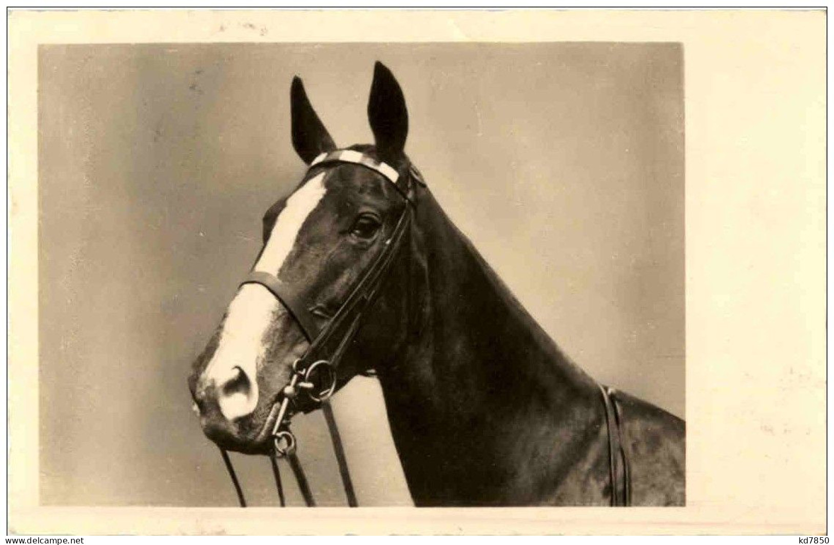 Pferd Horse - Horses