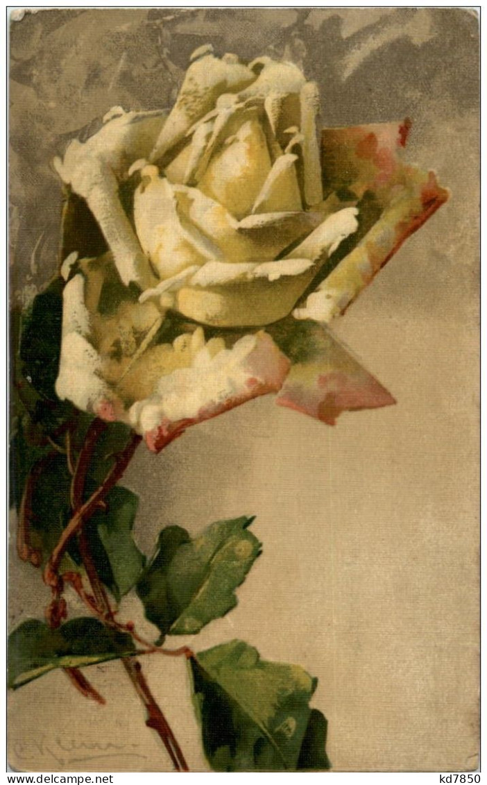 C. Klein - Rose - Klein, Catharina