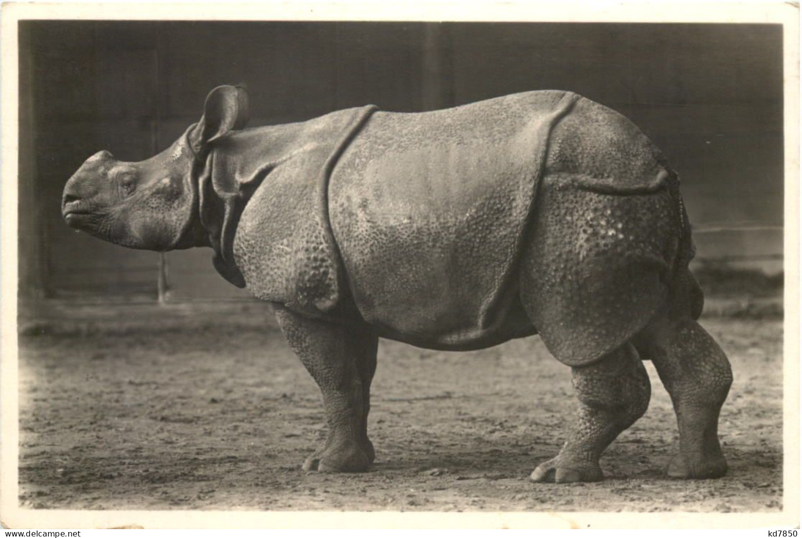 Hamburg - Stellingen - Carl Hagenbecks Tierpark - Nashorn - Other & Unclassified