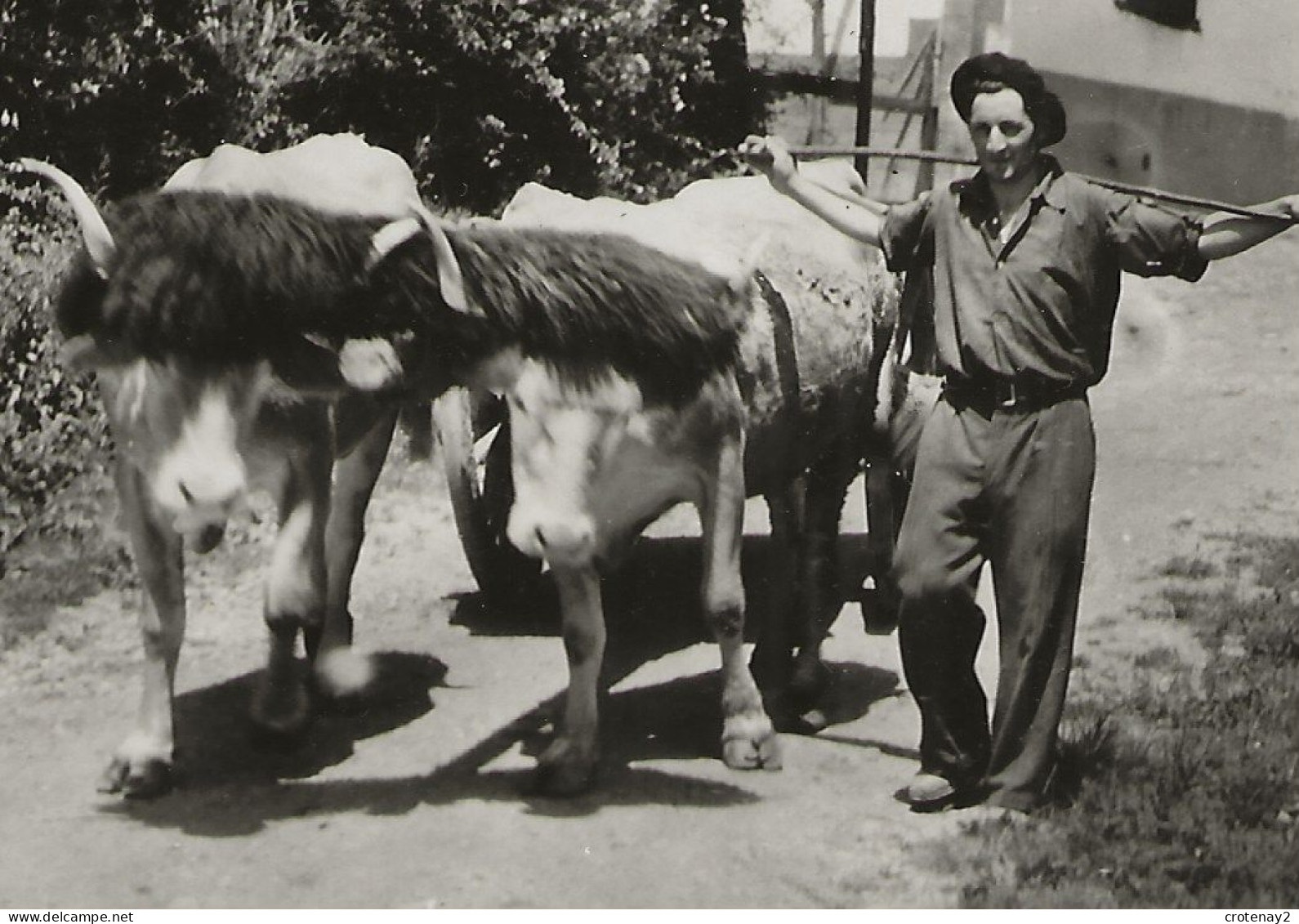 64 LE PAYS BASQUE Agriculture Ferme VOIR ZOOM Attelage De Boeufs Basques N°I.B 5220 VOIR DOS - Fermes