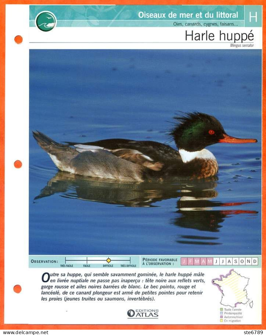 HARLE HUPPE Oiseau Illustrée Documentée  Animaux Oiseaux Fiche Dépliante - Animals