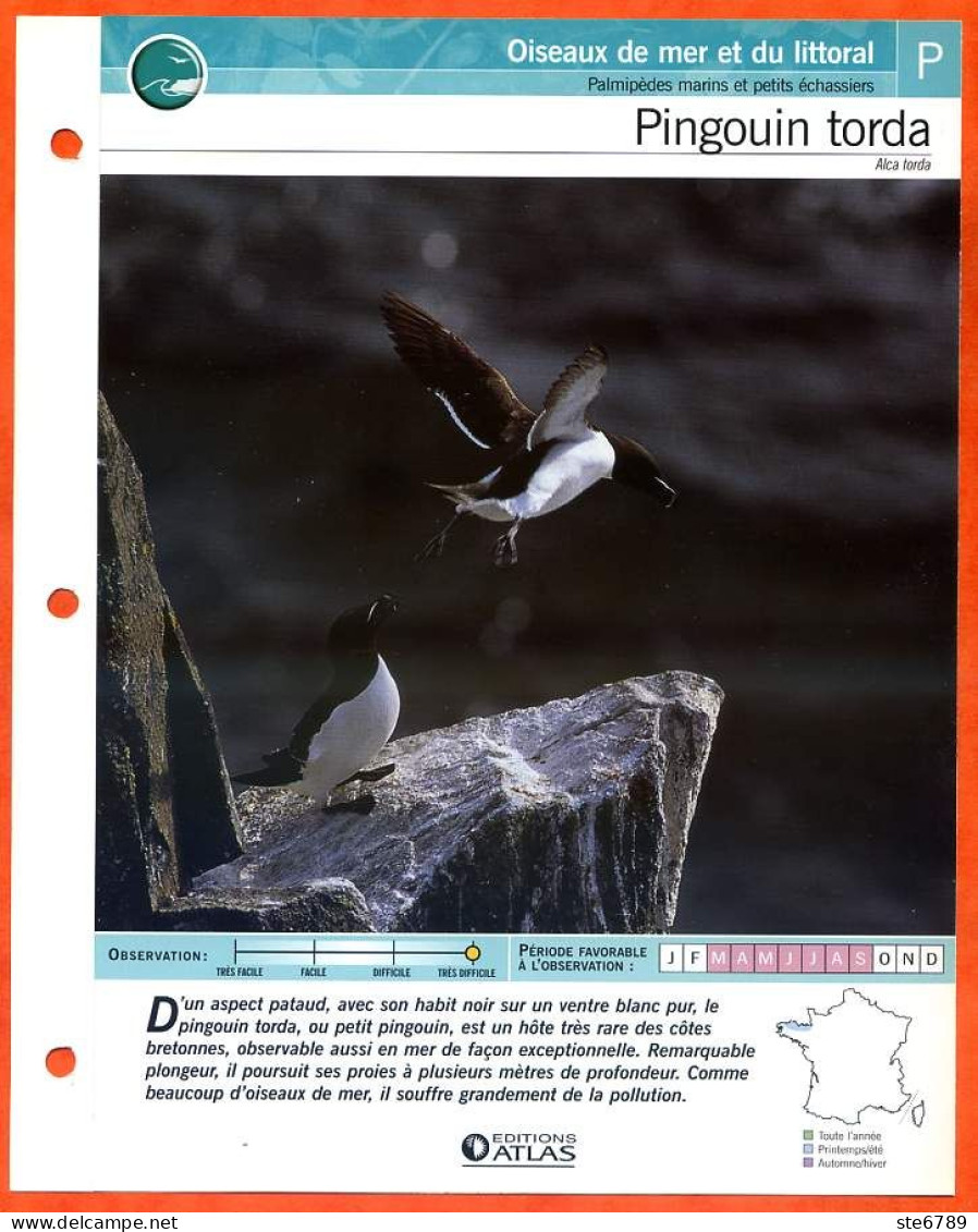PINGOUIN TORDA Oiseau Illustrée Documentée  Animaux Oiseaux Fiche Dépliante - Animals