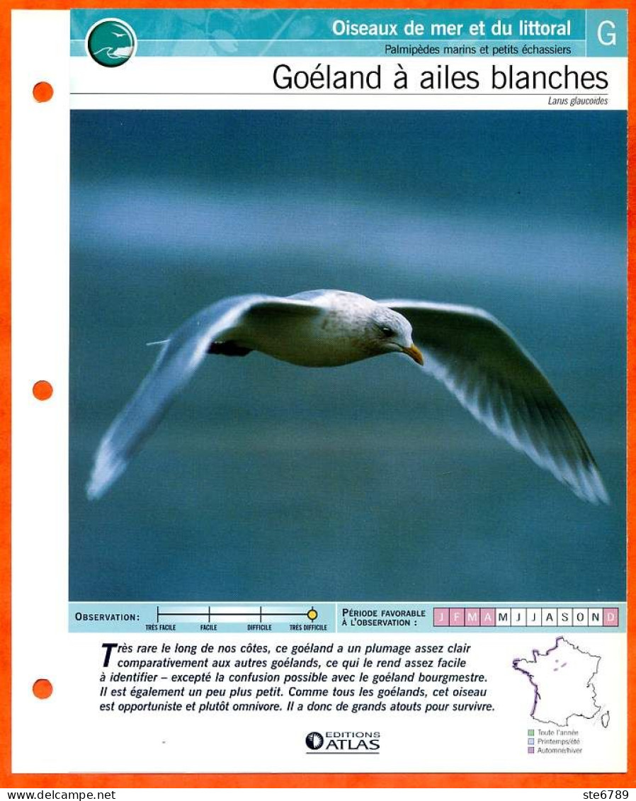 GOELAND A AILES BLANCHES Oiseau Illustrée Documentée  Animaux Oiseaux Fiche Dépliante - Animaux