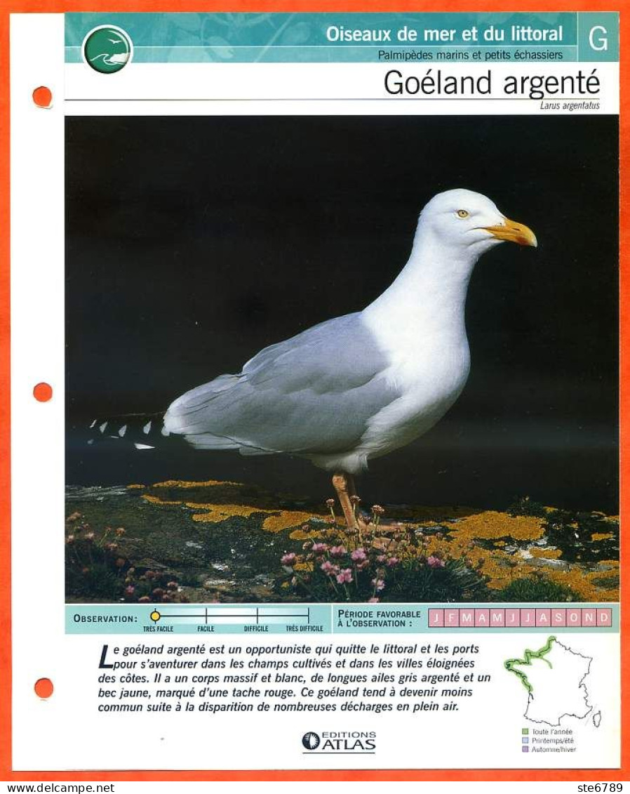GOELAND ARGENTE Oiseau Illustrée Documentée  Animaux Oiseaux Fiche Dépliante - Animals