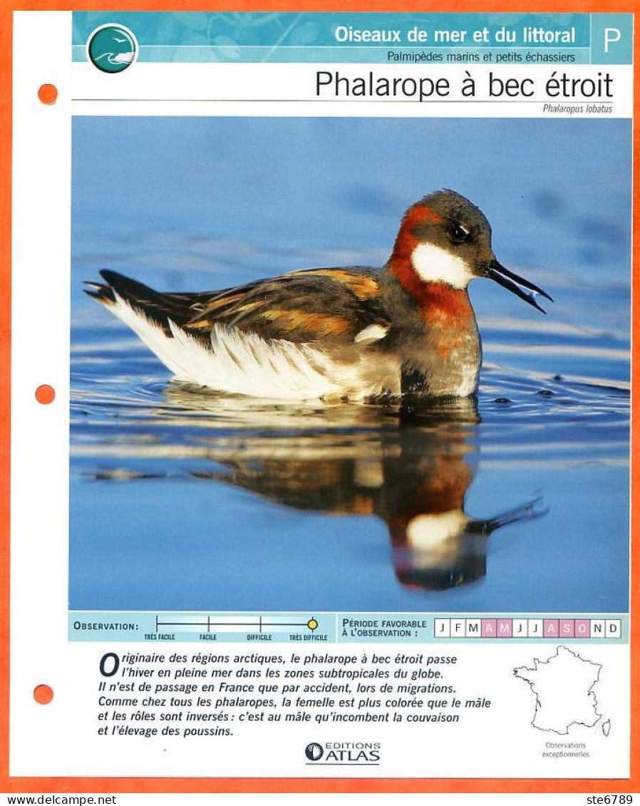 PHALAROPE A BEC ETROIT Oiseau Illustrée Documentée  Animaux Oiseaux Fiche Dépliante - Dieren