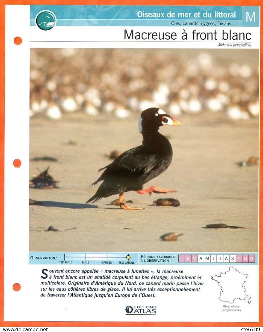 MACREUSE A FRONT BLANC Oiseau Illustrée Documentée  Animaux Oiseaux Fiche Dépliante - Animals