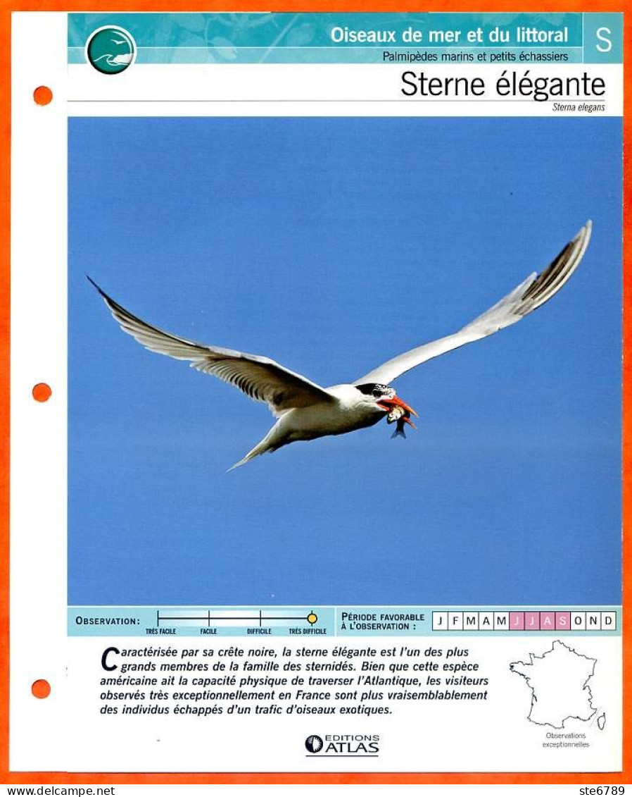 STERNE ELEGANTE Oiseau Illustrée Documentée  Animaux Oiseaux Fiche Dépliante - Animals