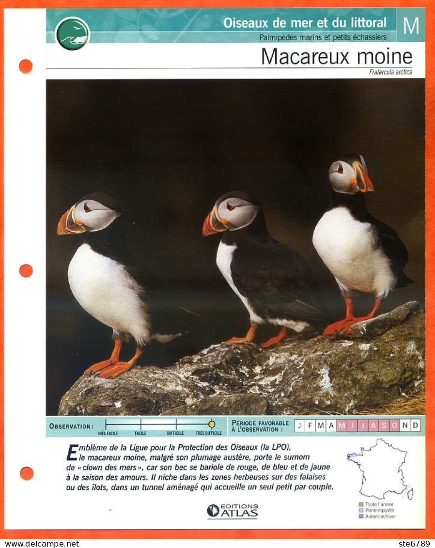 MACAREUX MOINE Oiseau Illustrée Documentée  Animaux Oiseaux Fiche Dépliante - Dieren