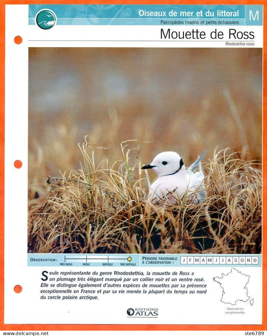 MOUETTE DE ROSS Oiseau Illustrée Documentée  Animaux Oiseaux Fiche Dépliante - Animales
