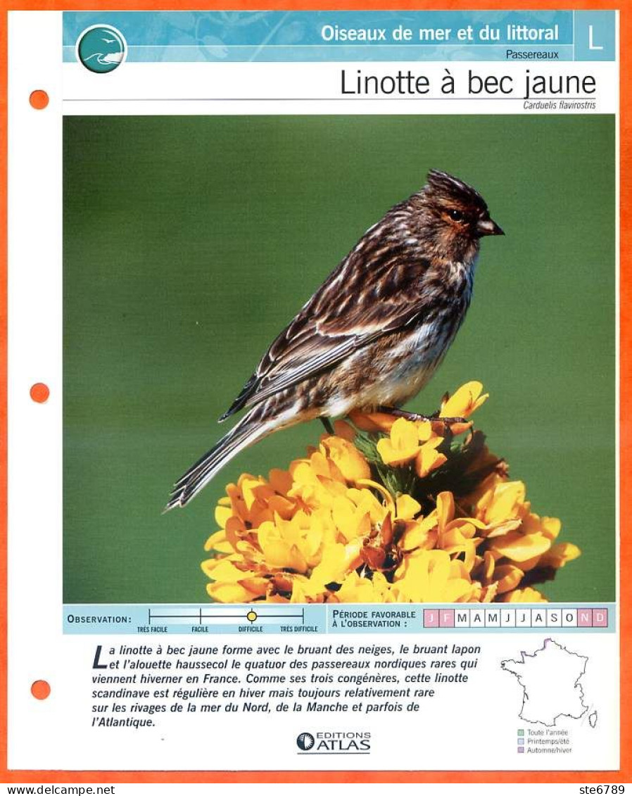 LINOTTE A BEC JAUNE Oiseau Illustrée Documentée  Animaux Oiseaux Fiche Dépliante - Animaux