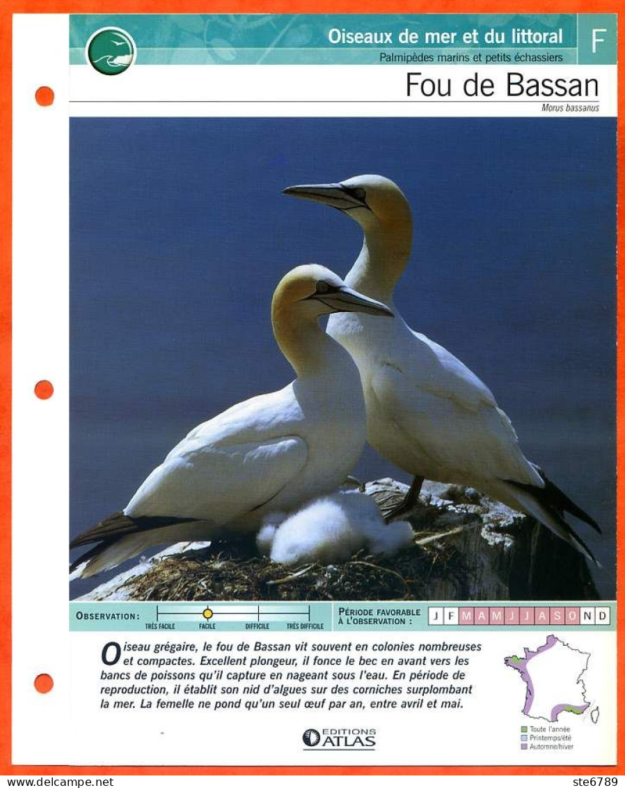 FOU DE BASSAN Oiseau Illustrée Documentée  Animaux Oiseaux Fiche Dépliante - Animals