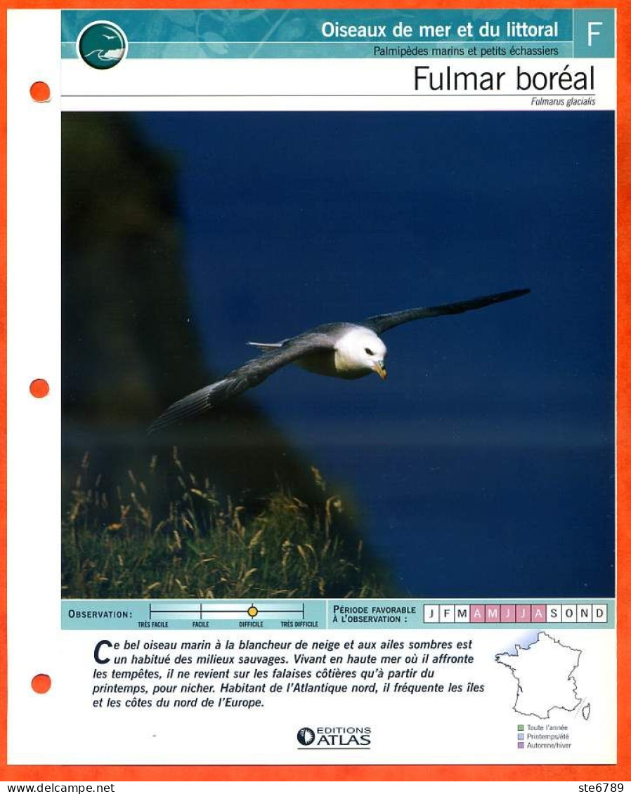 FULMAR BOREAL Oiseau Illustrée Documentée  Animaux Oiseaux Fiche Dépliante - Animals