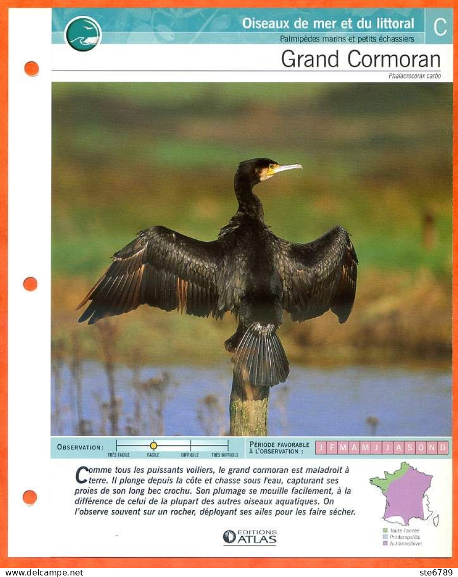 GRAND CORMORAN Oiseau Illustrée Documentée  Animaux Oiseaux Fiche Dépliante - Animaux