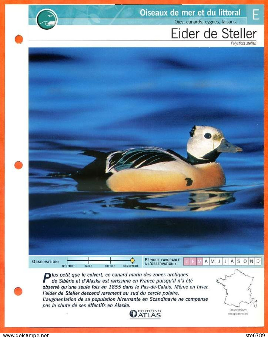 EIDER DE STELLER Oiseau Illustrée Documentée  Animaux Oiseaux Fiche Dépliante - Dieren