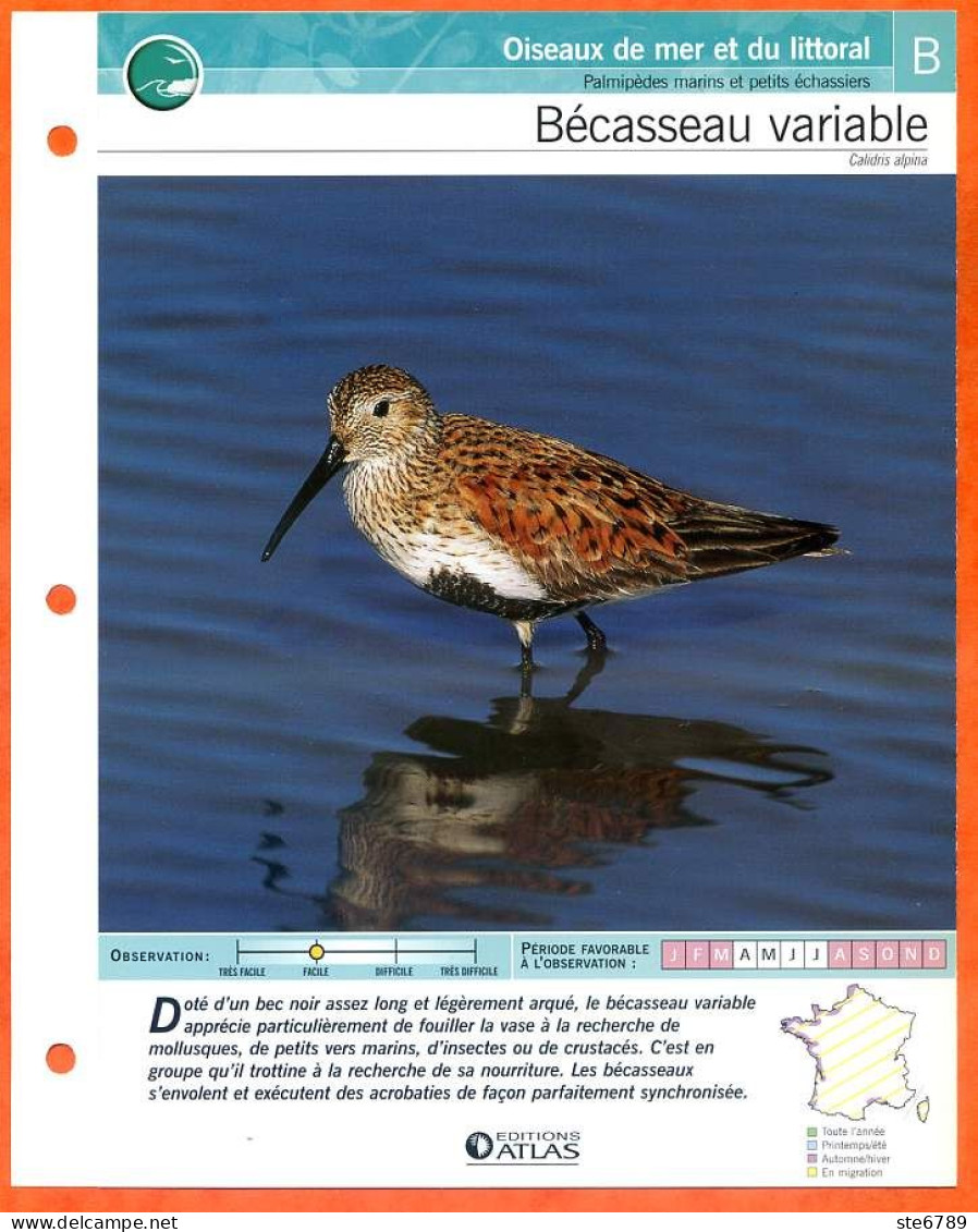 BECASSEAU VARIABLE Oiseau Illustrée Documentée  Animaux Oiseaux Fiche Dépliante - Tiere