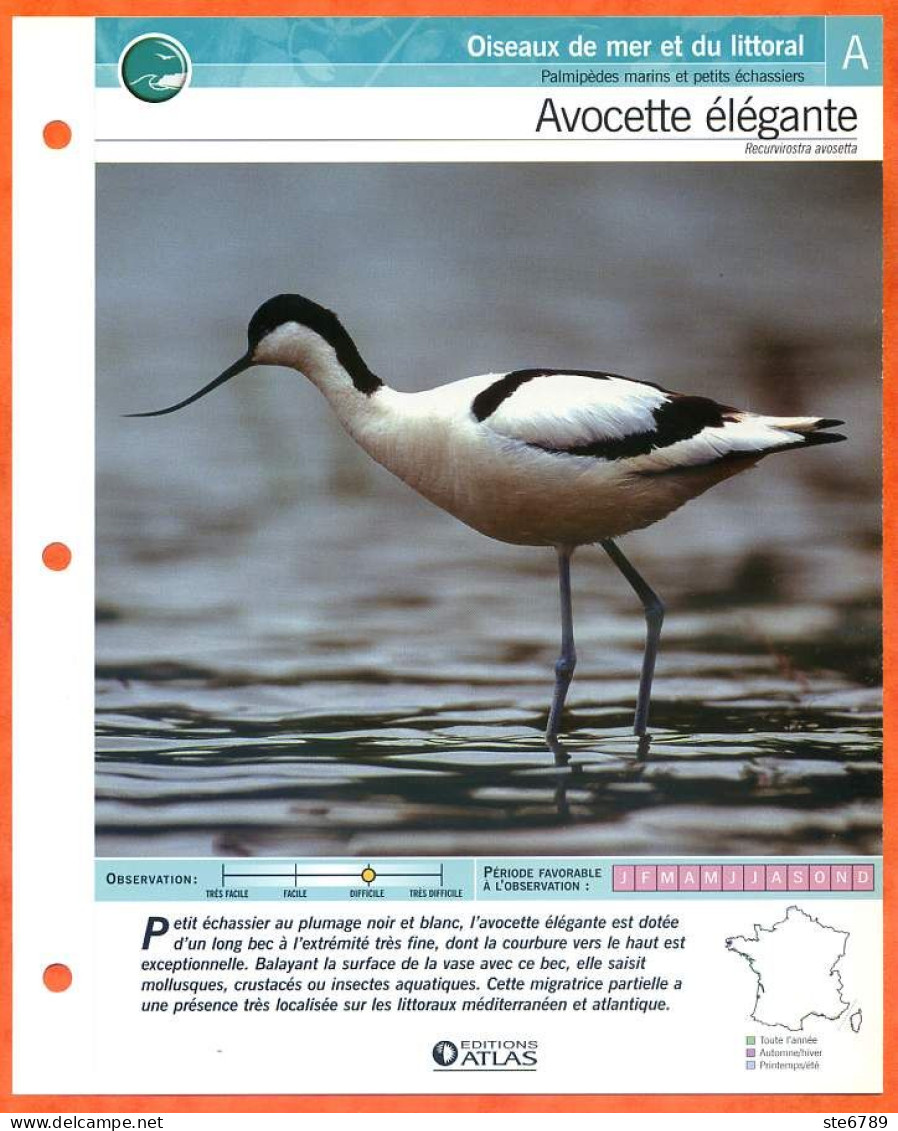 AVOCETTE ELEGANTE Oiseau Illustrée Documentée  Animaux Oiseaux Fiche Dépliante - Tiere