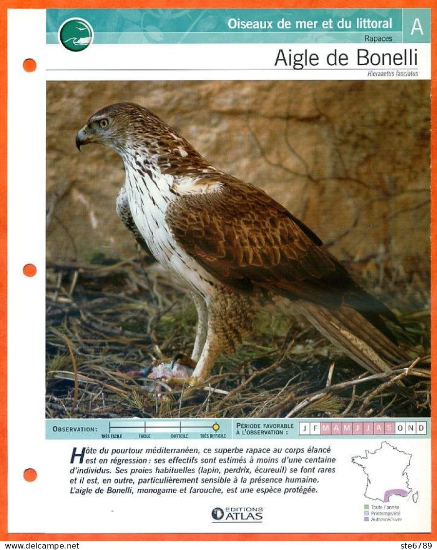 AIGLE DE BONELLI Oiseau Illustrée Documentée  Animaux Oiseaux Fiche Dépliante - Animaux