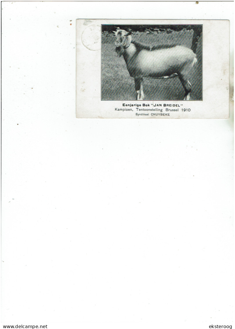 Syndikaat Cruybeke - Eenjarige Bok ;JAN BREIDEL. - Kampioen, Tentoonstelling Brussel 1910 - Kruibeke