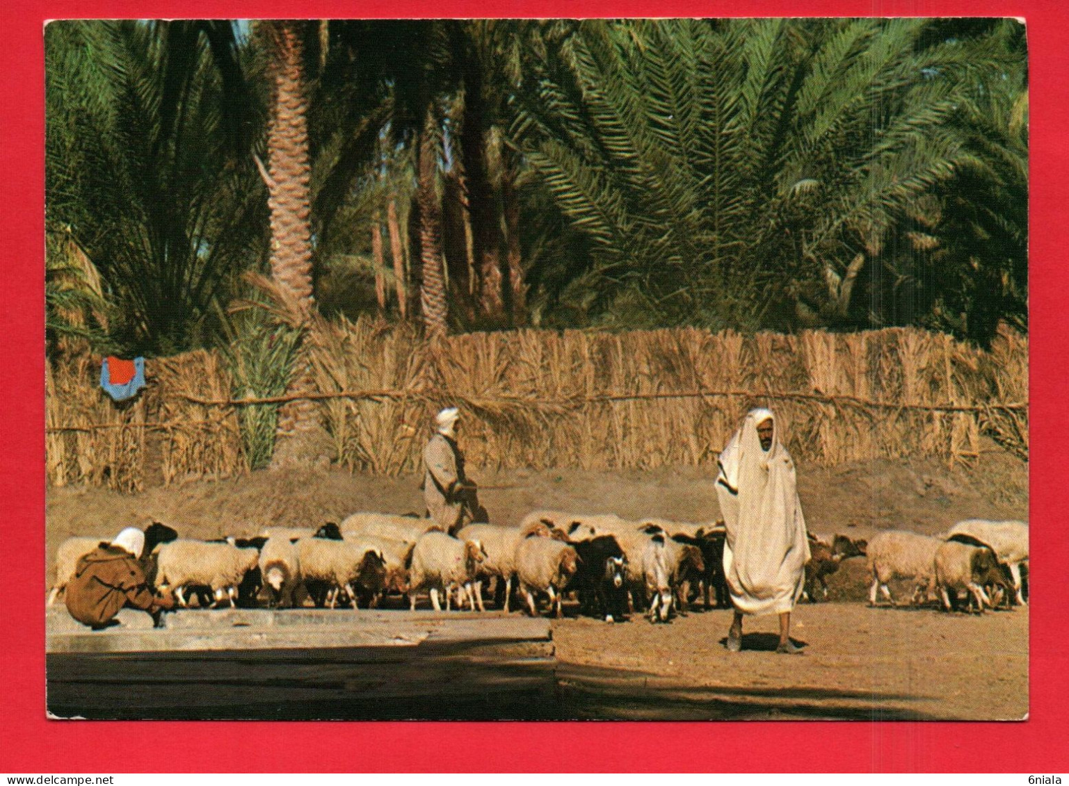 18713  GABES  Gabès  L'Oasis ( Troupeau De Moutons  )  (2 Scans ) - Tunisia