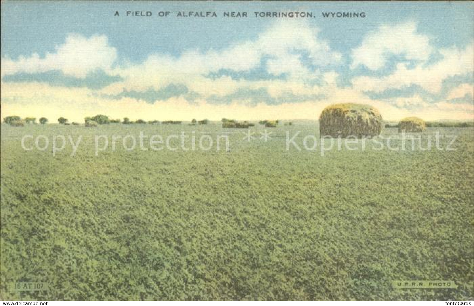 11807281 Wyoming_US-State Field Of Alfaalfa Near Torrington  - Other & Unclassified