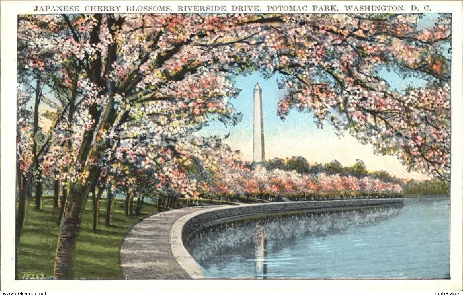 11806841 Washington DC Japanese Cherry Blosssoms Riverside Drive Potomac Park  - Washington DC