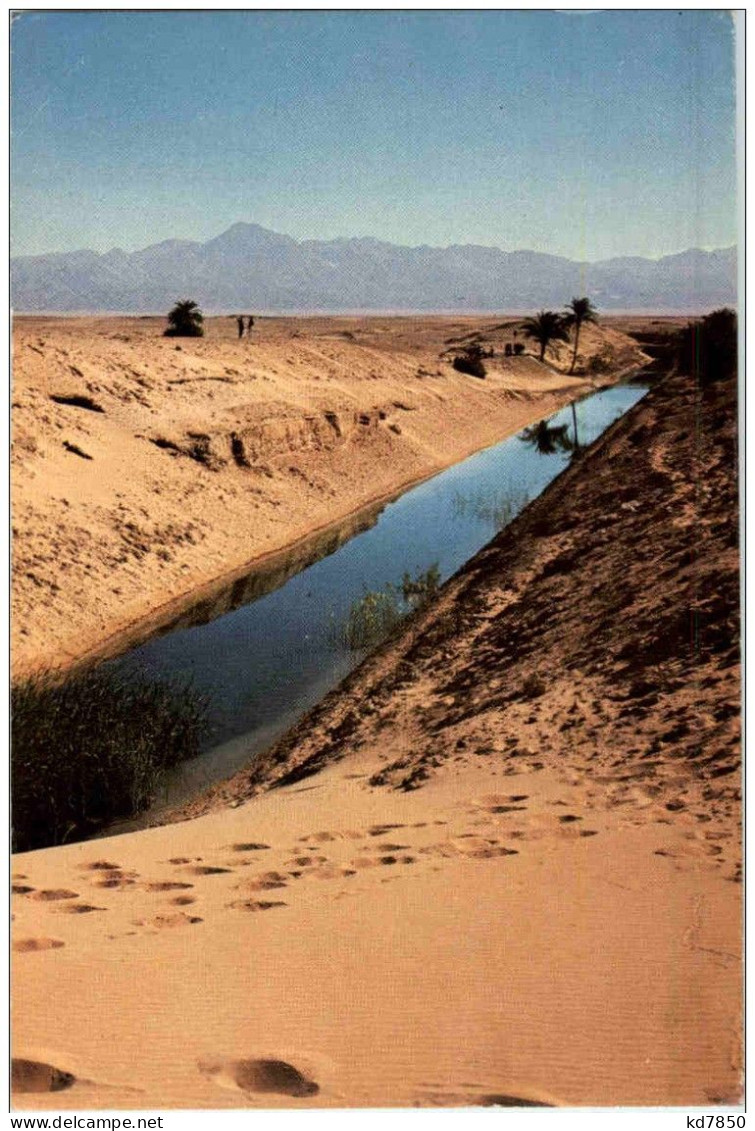 Sinai Desert Oasis - Israel