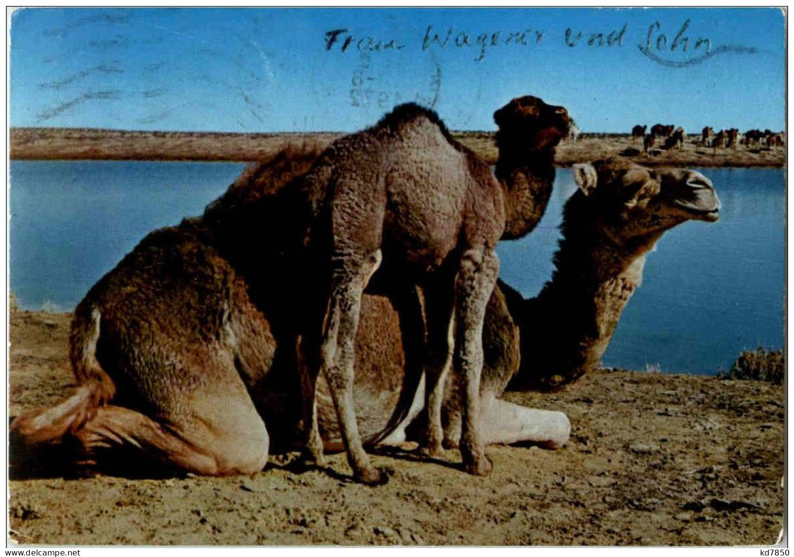 Libya - The Camels - Libye
