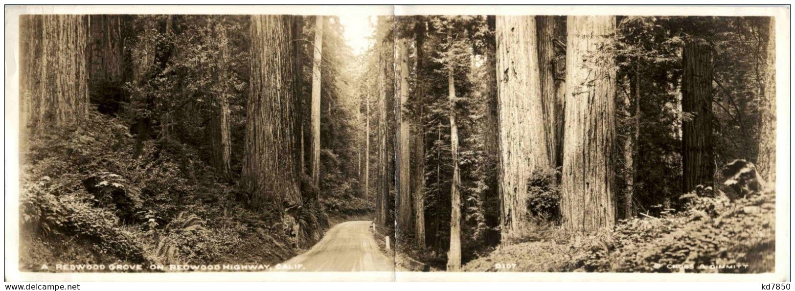Redwood Grove On Redwood Highway - Klappkarte - Autres & Non Classés