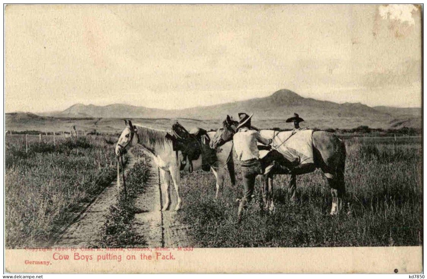 Cow Boys Putting On The Pack - Sonstige & Ohne Zuordnung